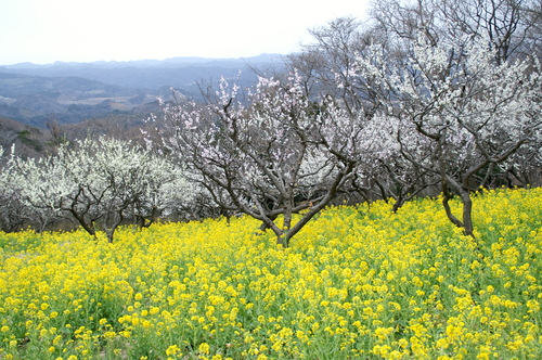 20060319_motherfarmboso_003